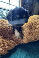 Male Black Beauty, a male Cavapoo and Cavalier King Charles Spaniel for sale in Baker, FL – 10 of 10