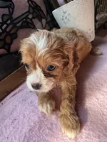 Princess , a female Cavapoo and Cavalier King Charles Spaniel for sale in Baker, FL – 5 of 10