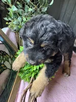 Maddie, a female Aussiedoodle for sale in Baker, FL – 3 of 10