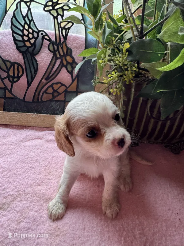 Seba – Cavapoo, Cavalier King Charles Spaniel puppy for sale in Baker, FL