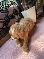 Princess , a female Cavapoo and Cavalier King Charles Spaniel for sale in Baker, FL – 7 of 10