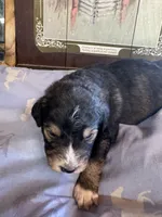 Matthew , a male Aussiedoodle for sale in Baker, FL – 2 of 6