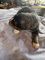 Pee Bo, a male Aussiedoodle for sale in Baker, FL – 4 of 5