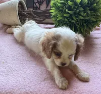 Seba, a female Cavapoo and Cavalier King Charles Spaniel for sale in Baker, FL – 10 of 10