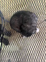 Pee Bo, a male Aussiedoodle for sale in Baker, FL – 5 of 5