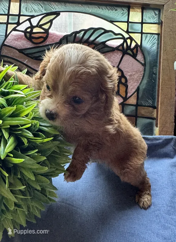 Chip – Cavapoo, Cavalier King Charles Spaniel puppy for sale in Baker, FL