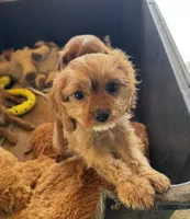 Copper, a male Cavapoo and Cavalier King Charles Spaniel for sale in Baker, FL – 4 of 6