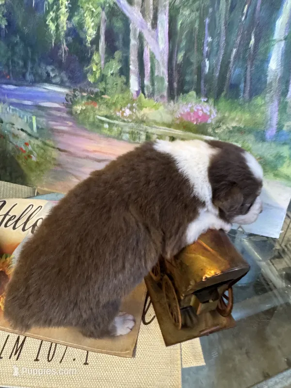 Rose – Australian Shepherd puppy for sale in Baker, FL