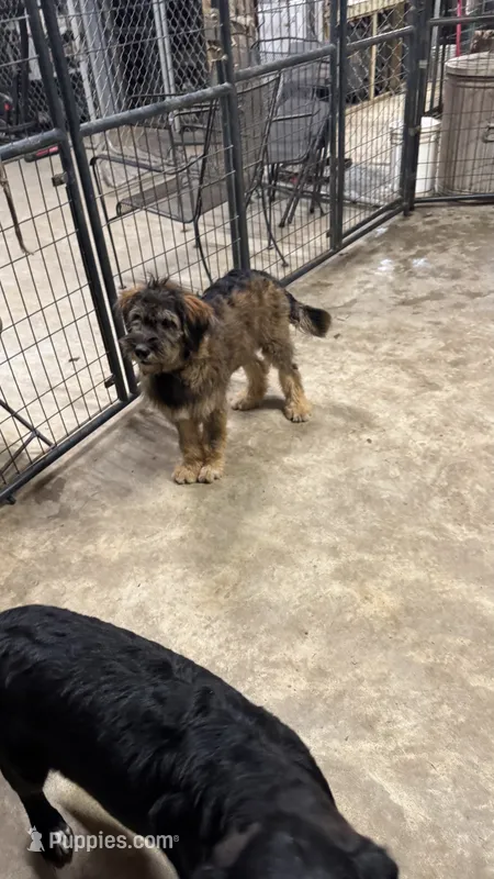 Bodie – Australian Shepherd, Aussiedoodle puppy for sale in Baker, FL