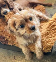 Copper, a male Cavapoo and Cavalier King Charles Spaniel for sale in Baker, FL – 2 of 6