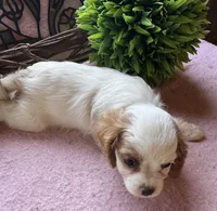 Seba, a female Cavapoo and Cavalier King Charles Spaniel for sale in Baker, FL – 3 of 10