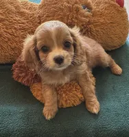 Chip, a male Cavapoo and Cavalier King Charles Spaniel for sale in Baker, FL – 3 of 8
