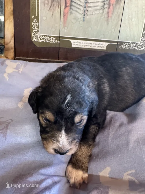 Sage – Aussiedoodle puppy for sale in Baker, FL