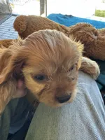 Hannity, a male Cavapoo and Cavalier King Charles Spaniel for sale in Baker, FL – 5 of 9