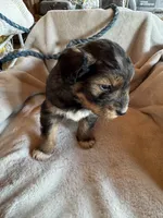 Sage, a male Aussiedoodle for sale in Baker, FL – 2 of 7