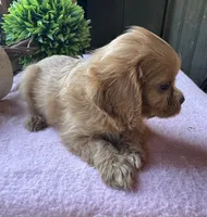 Kitty, a female Cavapoo and Cavalier King Charles Spaniel for sale in Baker, FL – 6 of 6