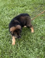 Bodie, a male Australian Shepherd for sale in Baker, FL – 8 of 9