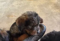 Pee Bo, a male Aussiedoodle for sale in Baker, FL – 4 of 6