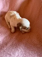 Seba, a female Cavapoo and Cavalier King Charles Spaniel for sale in Baker, FL – 1 of 9