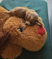 Chip, a male Cavapoo and Cavalier King Charles Spaniel for sale in Baker, FL – 7 of 8
