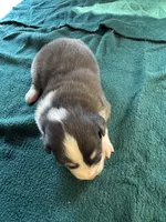 Sterling, a male Australian Shepherd for sale in Baker, FL – 5 of 10