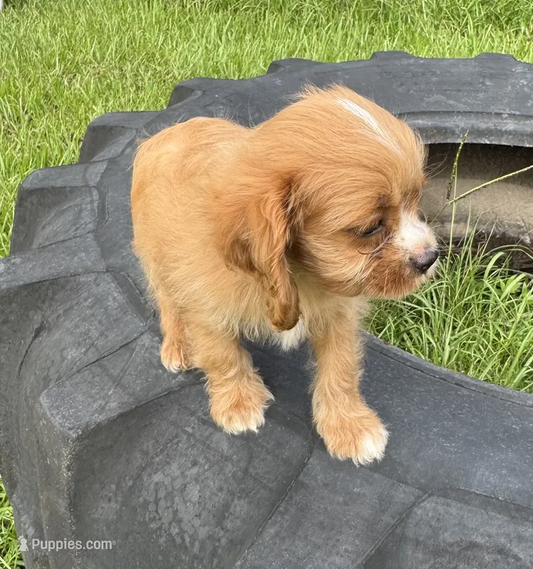 Sandy – Cavapoo, Cavalier King Charles Spaniel puppy for sale in Baker, FL