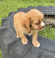 Sandy, a female Cavapoo and Cavalier King Charles Spaniel for sale in Baker, FL – 1 of 8