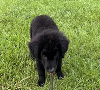Shadow, a male Aussiedoodle for sale in Baker, FL – 5 of 7