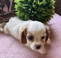 Seba, a female Cavapoo and Cavalier King Charles Spaniel for sale in Baker, FL – 7 of 10