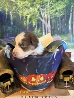 Rose, a female Australian Shepherd for sale in Baker, FL – 9 of 9