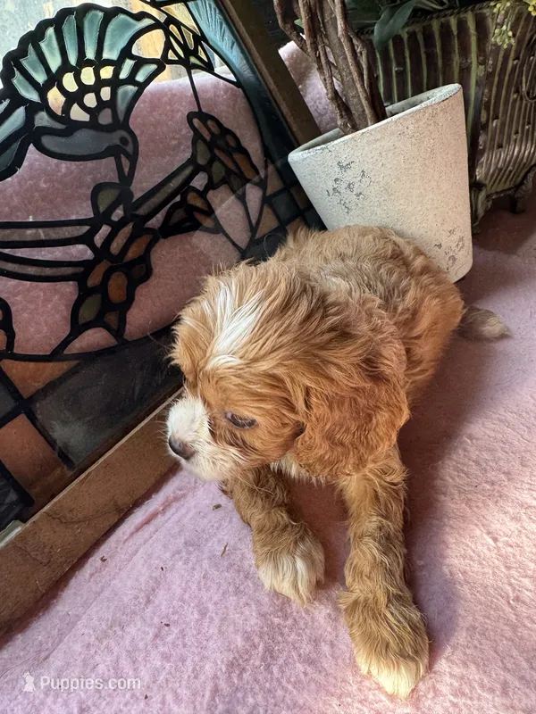 Princess  – Cavapoo, Cavalier King Charles Spaniel puppy for sale in Baker, FL