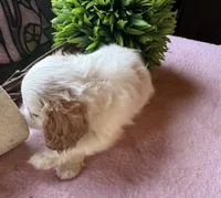 Seba, a female Cavapoo and Cavalier King Charles Spaniel for sale in Baker, FL – 2 of 10