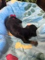 Boomer, a male Cavapoo and Cavalier King Charles Spaniel for sale in Baker, FL – 6 of 8