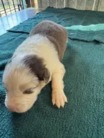 Ranger, a male Australian Shepherd for sale in Baker, FL – 2 of 6