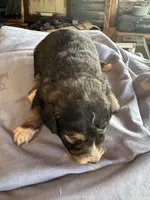 Pee Bo, a male Aussiedoodle for sale in Baker, FL – 2 of 5