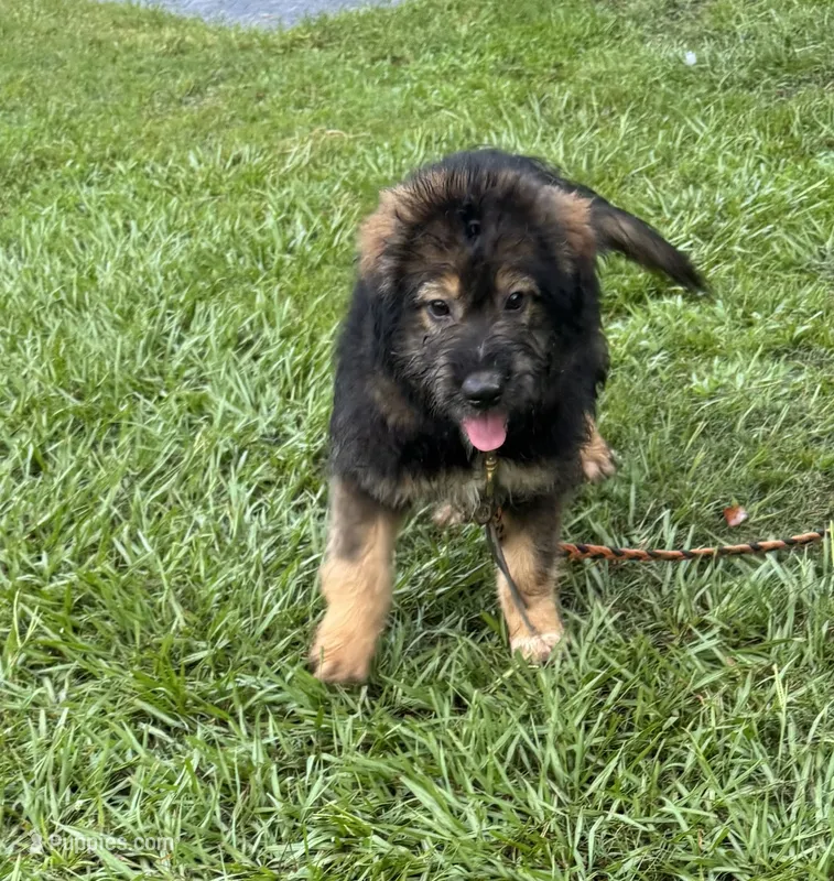 Bodie – Australian Shepherd, Aussiedoodle puppy for sale in Baker, FL