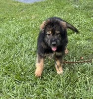 Bodie, a male Australian Shepherd for sale in Baker, FL – 2 of 9