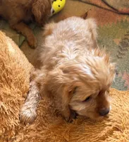Copper, a male Cavapoo and Cavalier King Charles Spaniel for sale in Baker, FL – 5 of 6