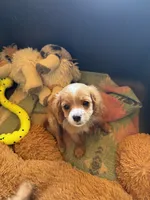 Cooper, a male Cavapoo and Cavalier King Charles Spaniel for sale in Baker, FL – 6 of 8