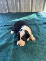 Montana, a male Australian Shepherd for sale in Baker, FL – 5 of 8