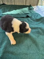 Maggie, a female Australian Shepherd for sale in Baker, FL – 9 of 10