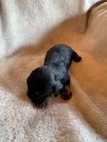 Moses, a male Cavapoo and Cavalier King Charles Spaniel for sale in Baker, FL – 7 of 7
