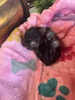  Bailey, a female Cavapoo and Cavalier King Charles Spaniel for sale in Baker, FL – 10 of 10