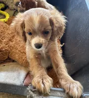 Cooper, a male Cavapoo and Cavalier King Charles Spaniel for sale in Baker, FL – 2 of 8