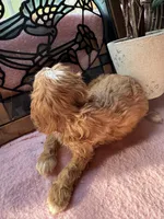 Princess , a female Cavapoo and Cavalier King Charles Spaniel for sale in Baker, FL – 4 of 10