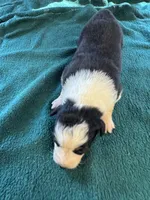 Maggie, a female Australian Shepherd for sale in Baker, FL – 5 of 10