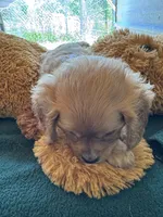 Hannity, a male Cavapoo and Cavalier King Charles Spaniel for sale in Baker, FL – 8 of 9