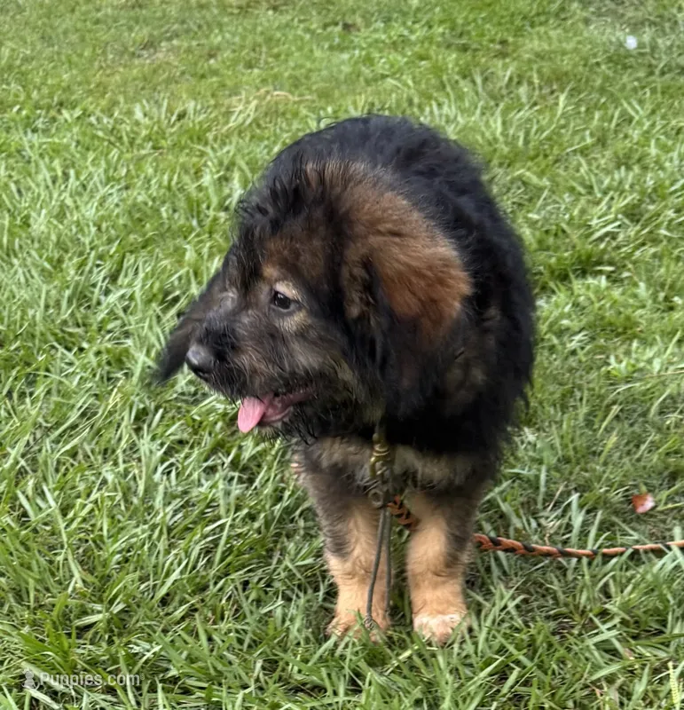 Bodie – Aussiedoodle puppy for sale in Baker, FL