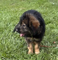 Bodie, a male Australian Shepherd for sale in Baker, FL – 1 of 9