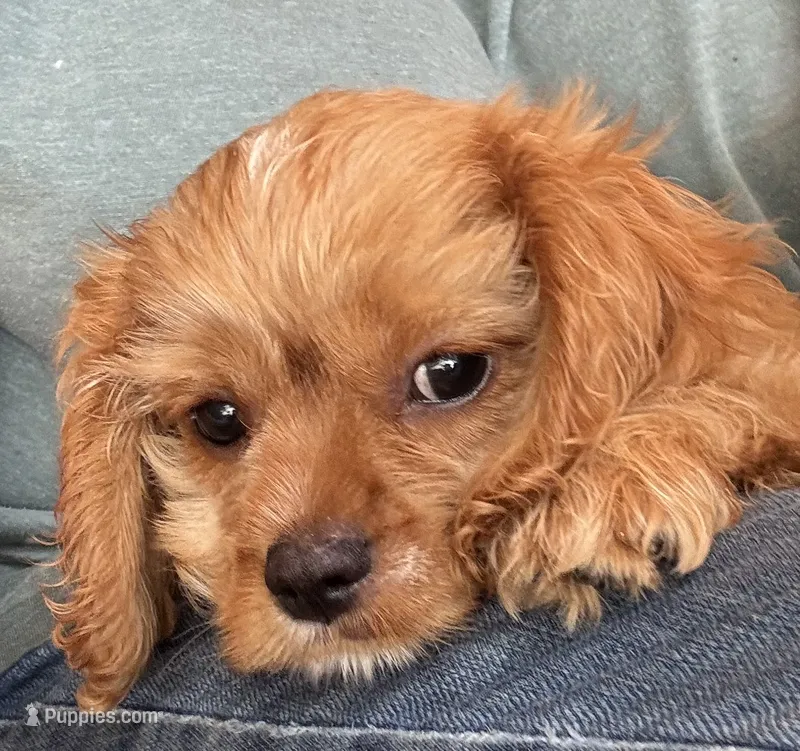 Copper – Cavapoo, Cavalier King Charles Spaniel puppy for sale in Baker, FL